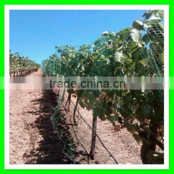 Supply Cheap Price Bird Capture Netting/woven Anti Bird Net/blue Bird Mist Net photo-5