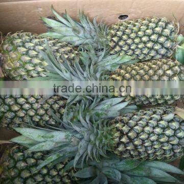 VIETNAM FRESH PINEAPPLE WITH BEST QUALITY