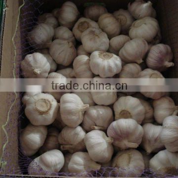 2013 new crop normal white garlic