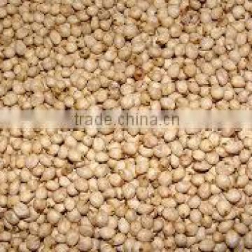 white good quality sorghum