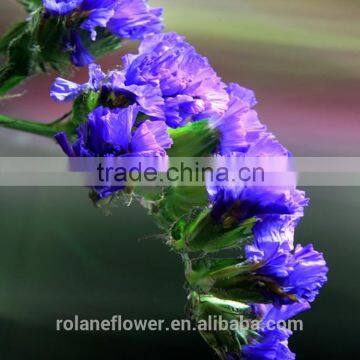 Best Selling Natural Myosotis Sylvatica Flower photo-5