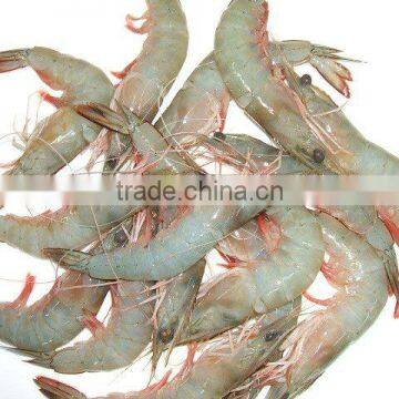 HOSO Sea White Shrimps