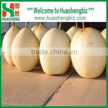 China good price ya pear /2016 new ya pear prices