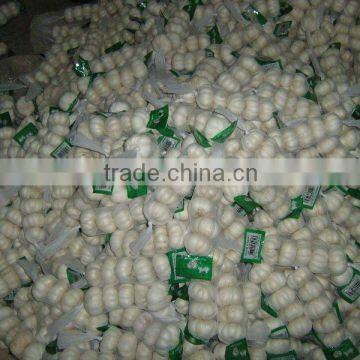 garlic in cold storage