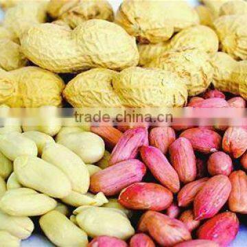 (nuts&kernels) peanut kernel direct supplier in china(35/40)