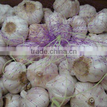 fresh garlic