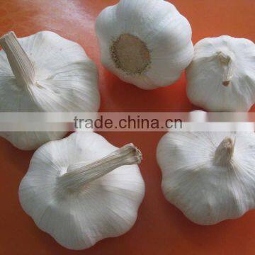 Low price Chinese China white garlic