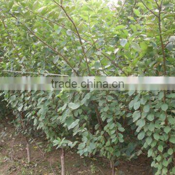 Apricot Tree Seedling