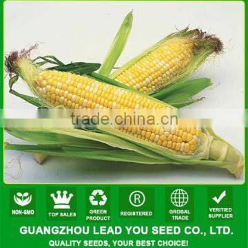 MCO04 Zai yellow and white sweet corn seeds, sweet corn vegetable seeds for sale