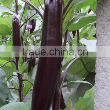 HE10 Ewai long purple red hybrid eggplant seeds