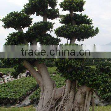 Ficus tree