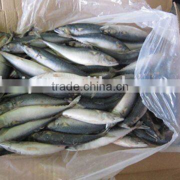 seafood (mackerel frozen 100-200G)