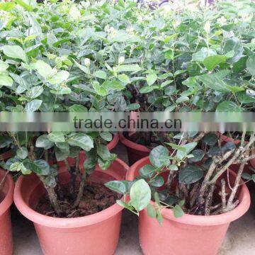 Jasminum Sambac Shrubs Tree photo-4