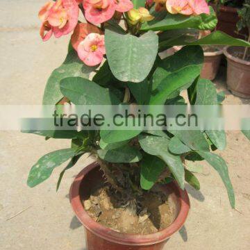 Enphorbia Millis Shrub Trees