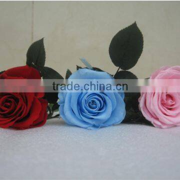 Beautiful Cheapest Decoration Flower Preserved Flower With Long Stem photo-5