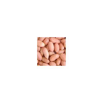 Peanut in Shell