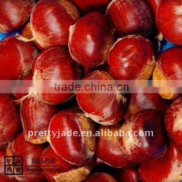 Fresh Chestnut