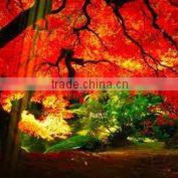 Free Online Animation Creator photo-6