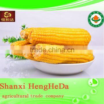 China Supplier as Gift for Child Yellow Waxy Corn photo-5