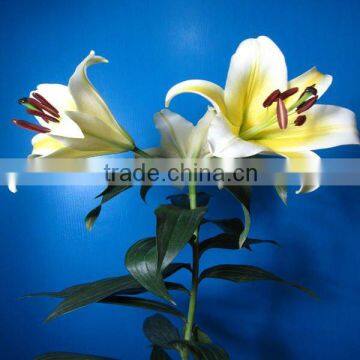 Fresh Cut Flowers Lily Flower photo-4