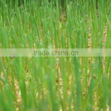 2013 New Brand Organic Fodder Machine