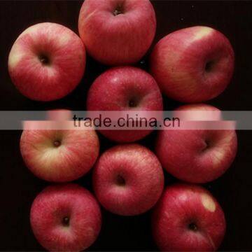Chinese Fresh Red Juicy Fuji Apple for export/import
