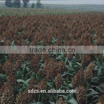 Sorghum Price Can be Very Competitive photo-3