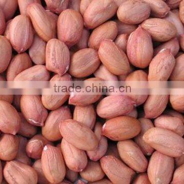 Groundnut Kernel