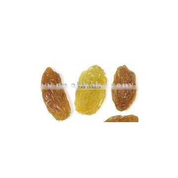 fresh golden dried grape