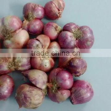 Exporters of Indian Janda Onion