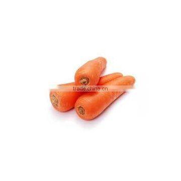 Fresh Carrot 2016 Crop photo-2