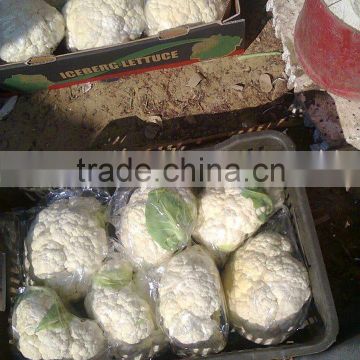 Cruciferous Vegetables Product Type and Fresh Style Cauliflower