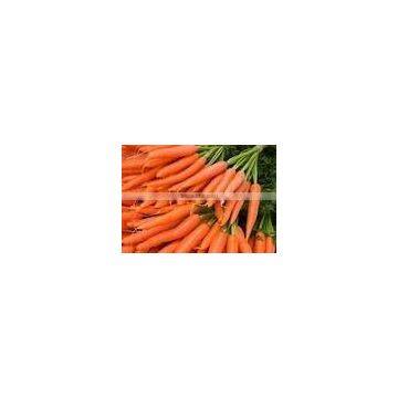 2011 new fresh carrot