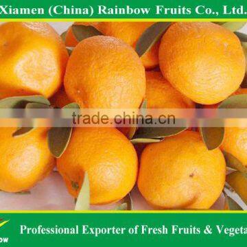 Nanfeng Jiangxi Honey sweet top quality fresh mandarin nanfeng baby mandarin sweet baby mandarin for sale