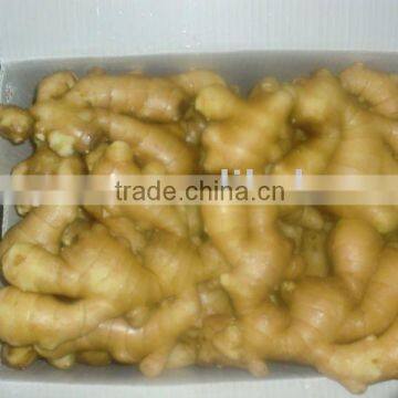 2010 Fresh Ginger of Good Quality