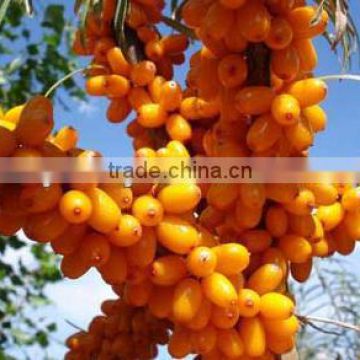 Sea Buckthorn Seeds For Planting-High Benefits