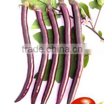 Purple Red Eggplant Seeds-Hangzhou Eggplant 2008