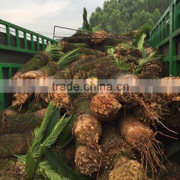Bare Cycas revoluta