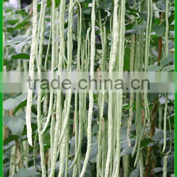 NBE04 Kaocao bean seeds guar beans seeds chinese vegetable seeds,green peas seed