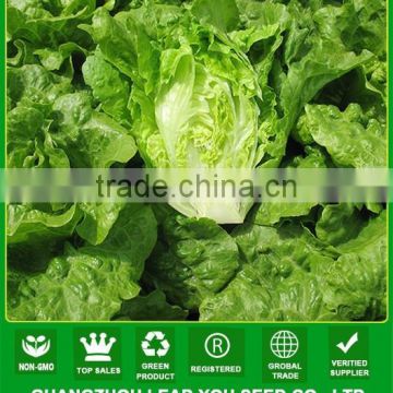 MLT02 Xinpin green wrinkled leaves high yield lettuce seeds china