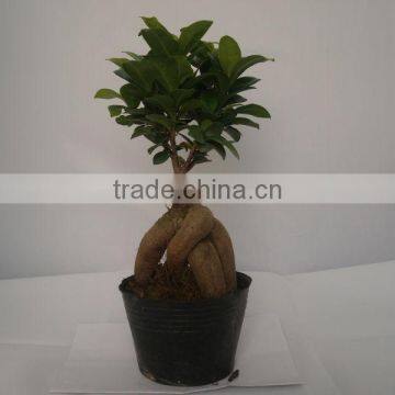 Ficus Microcarpa
