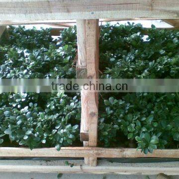 ficus microcarpa-packing