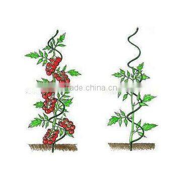 spiral tomato stake