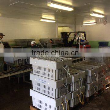 Live Canadian Lobster photo-2