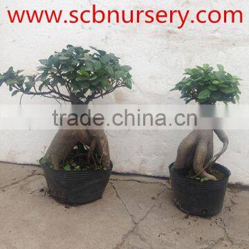 Ginseng Ficus