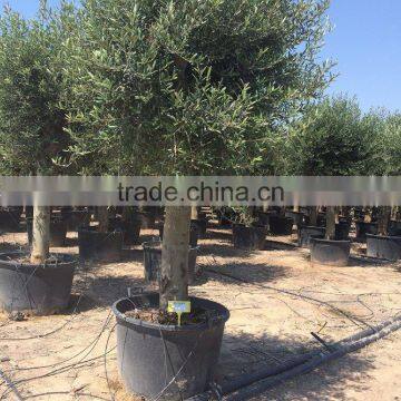 Olive Tree Young Skin Trunk - Olea Europaea "Cruz Alta" photo-2