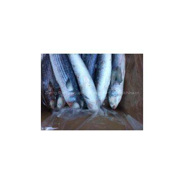 Supply Mullet photo-2