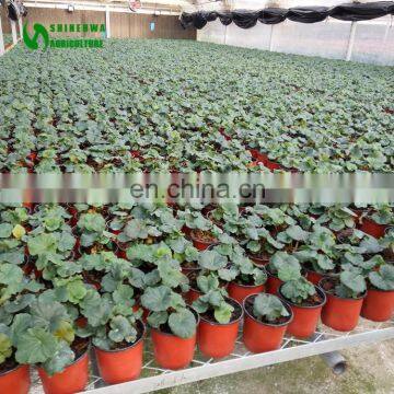 Low Cost Orchid Nursery Greenhouse For Agriculture