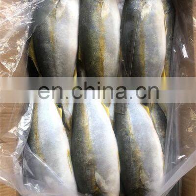 Frozen Yellow Tail Fish Yellowtail Fillet Yellowtail Fish Loin Seriola Quinqueradiata photo-4