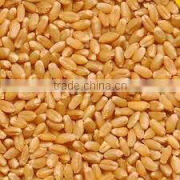 organic hard wheat